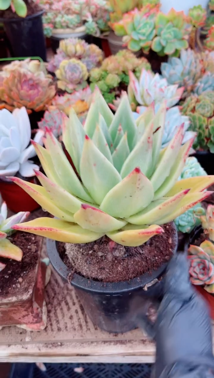 丫*05111多肉植物一物一拍
