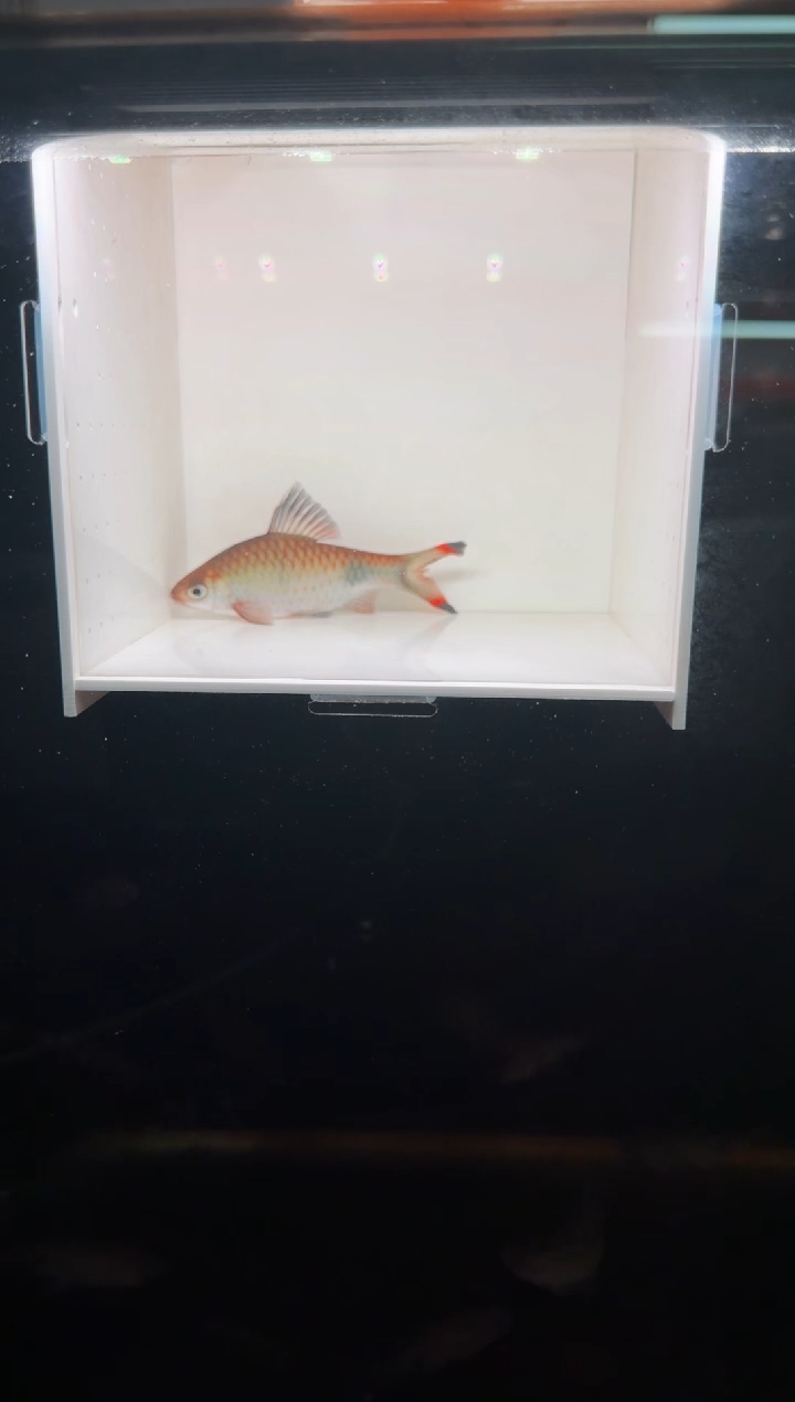 工具鱼梦幻黑影道人