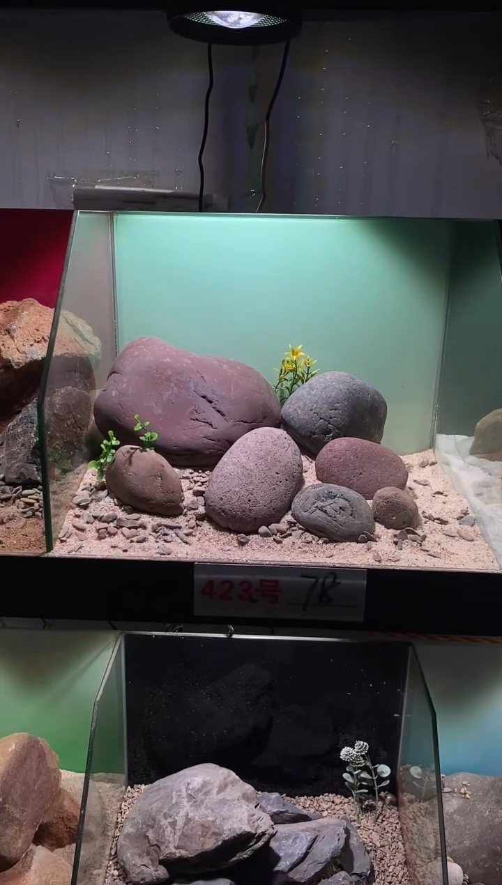 423号鱼缸造景（不含底砂）