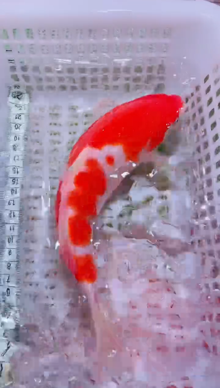 锦鲤血统锦鲤全场包邮46