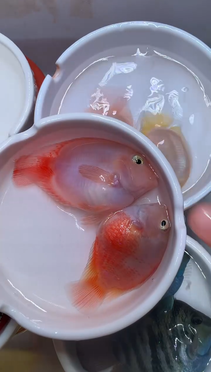 鹦鹉鱼一对胭脂粉