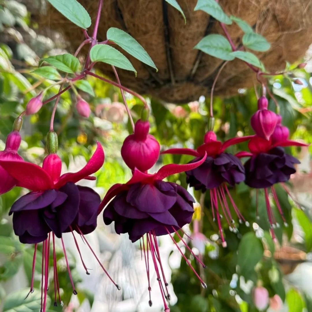 灯笼花【千年】  棒棒糖造型盆栽植物 勤花机器 好养活