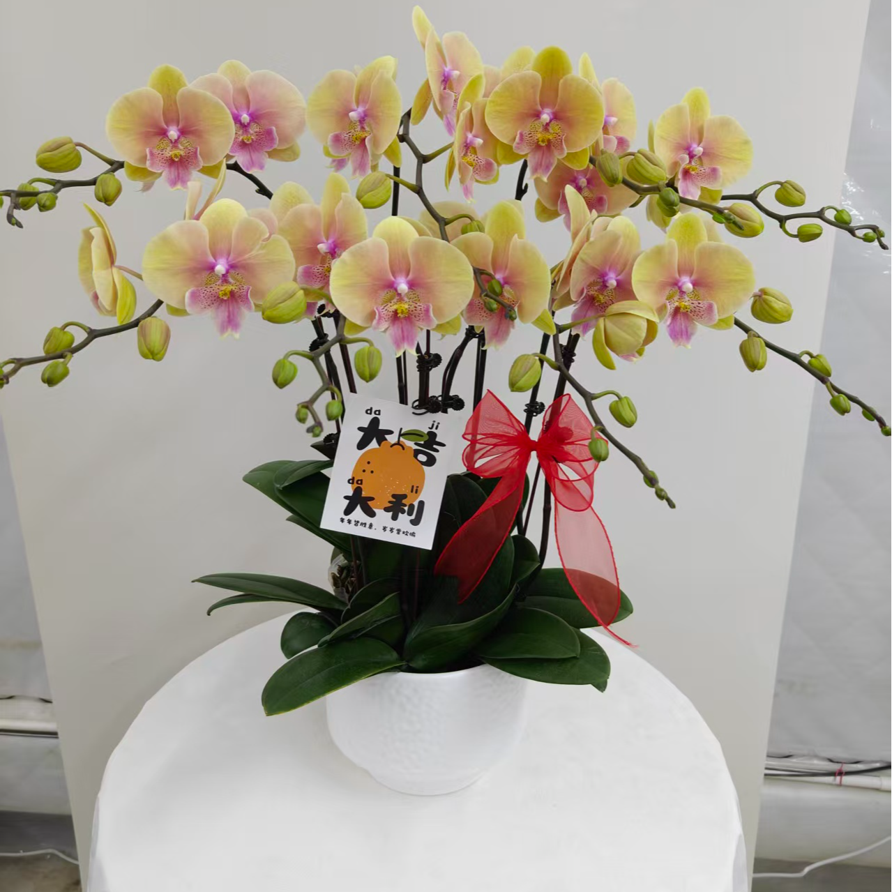 蝴蝶兰【蜜桃】鲜花盆栽室内观赏花花佛山基地直发好养易活