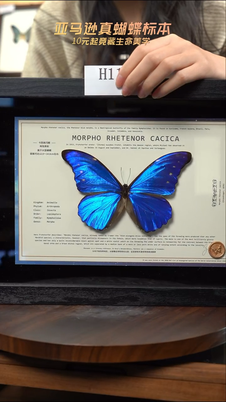 卡西美蝴蝶标本摆件竞拍h119