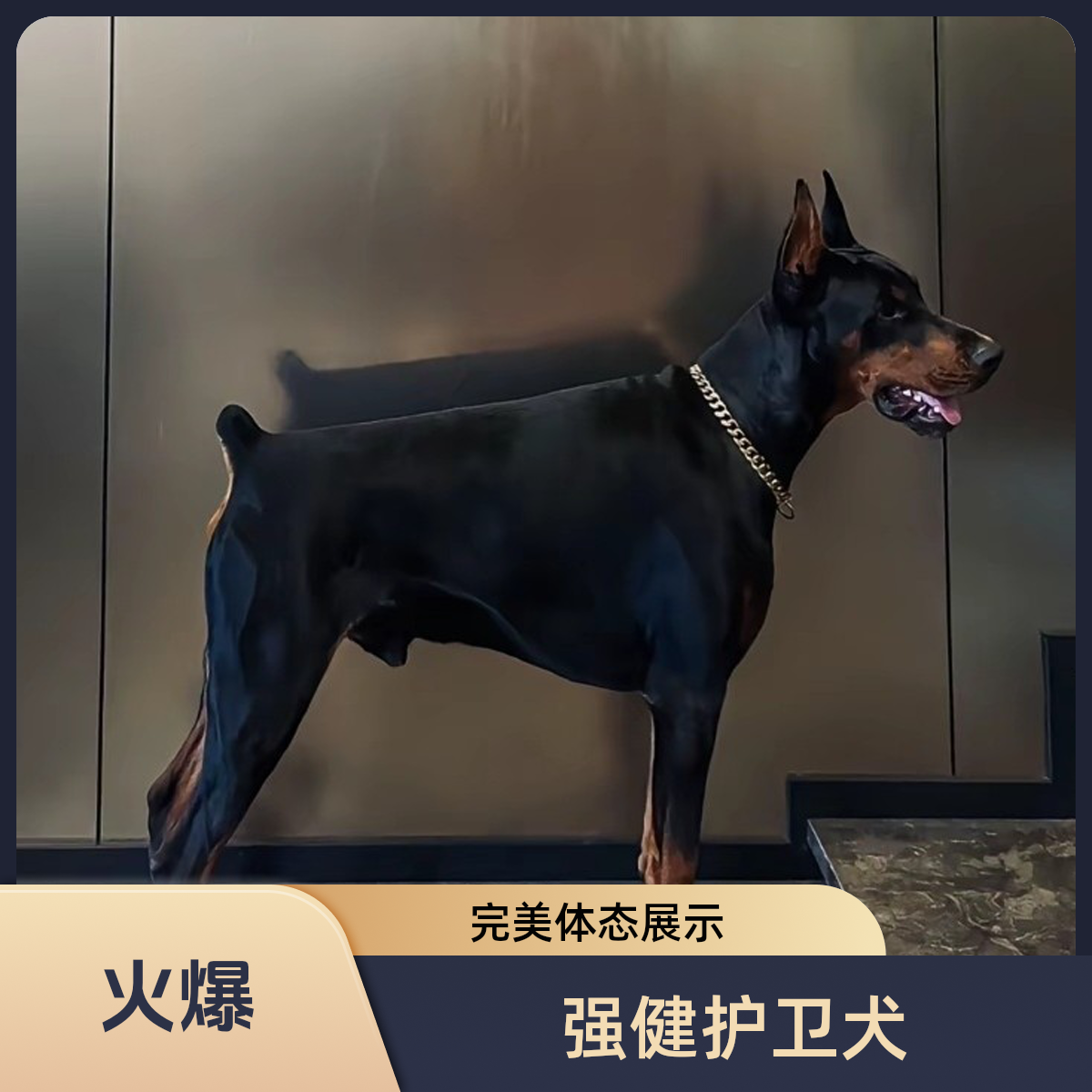 纯种杜宾犬双血统护卫犬德系美系迷你笃宾幼犬宠物狗