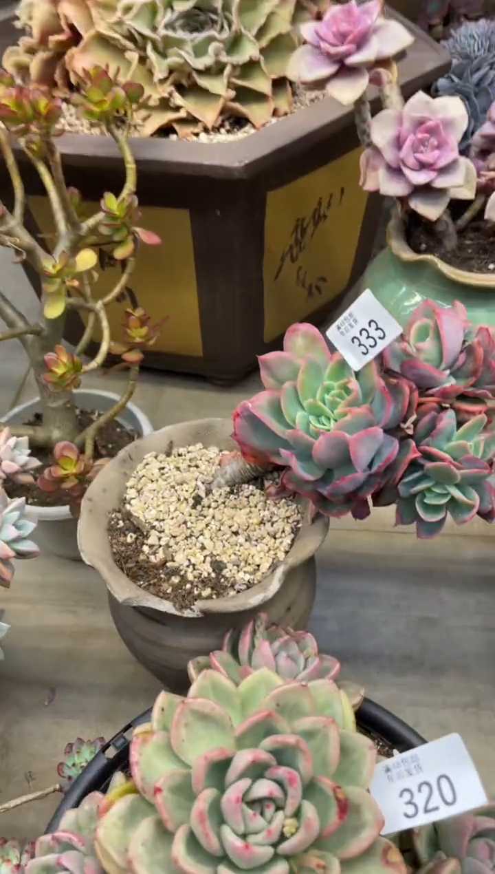 【闪购商品】333绮罗