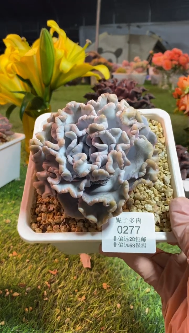 【闪购商品】0277a