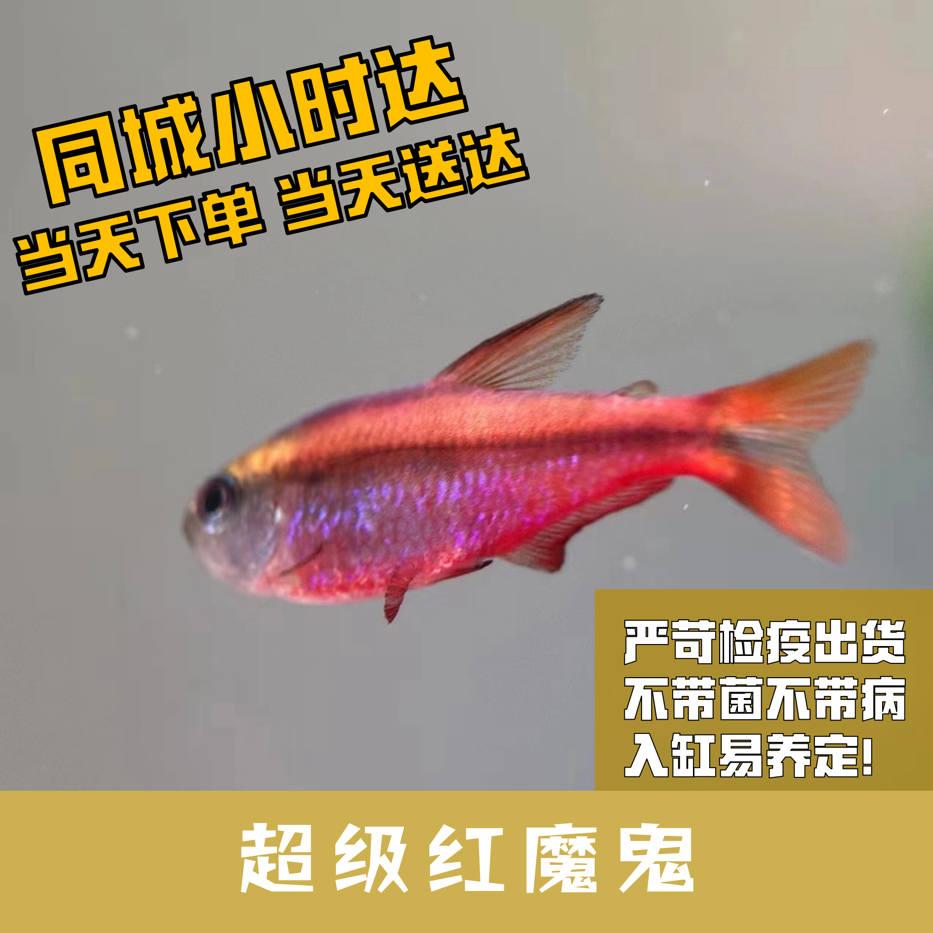 Boo小鱼超级红魔鬼小型灯科鱼
