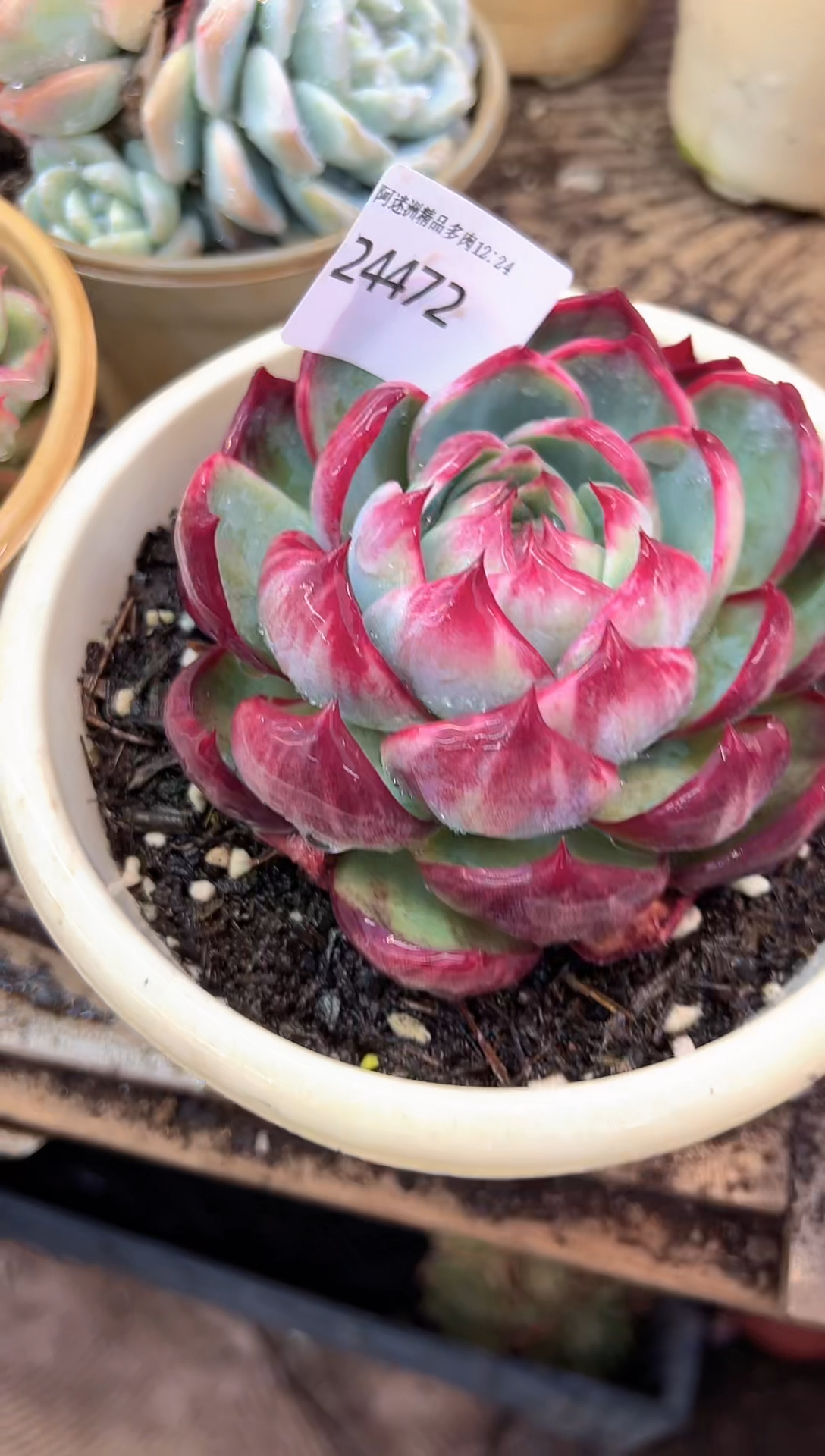 喵***代多肉植物一物一拍24472