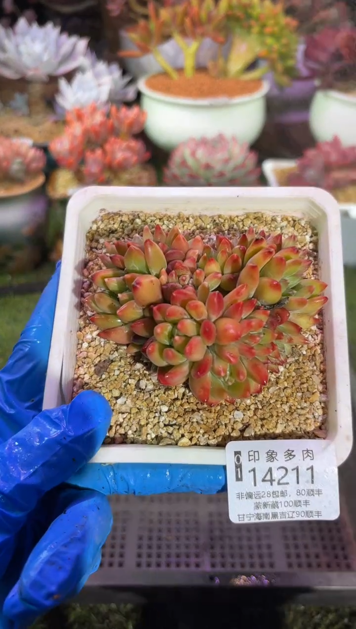 【闪购商品】14211