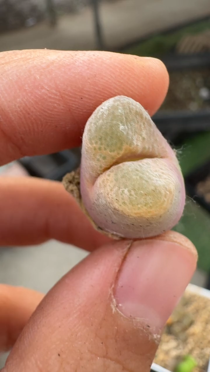美丽的肉石头（25-31）-348熊猫