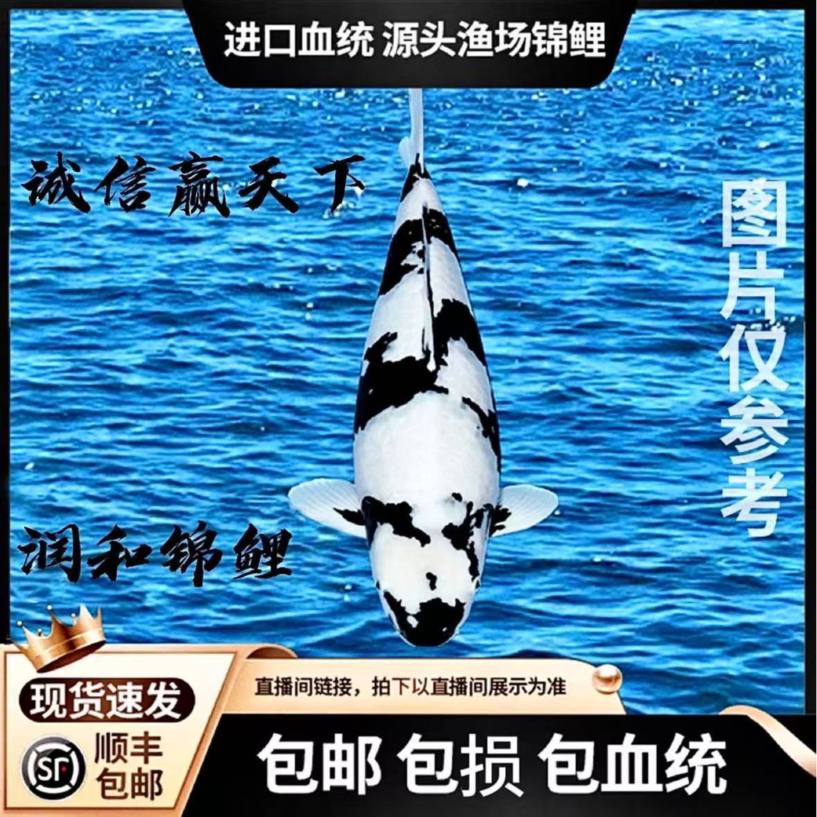 血统自家产锦鲤冷水鱼淡水鱼大正三色红白昭和