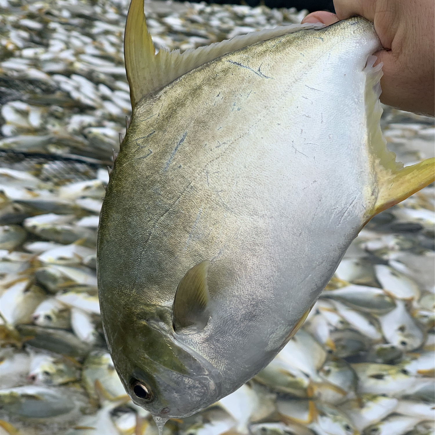7条深海金鲳鱼到手约5斤顺丰包邮速冻非活发6—7两/条共4.6-5斤
