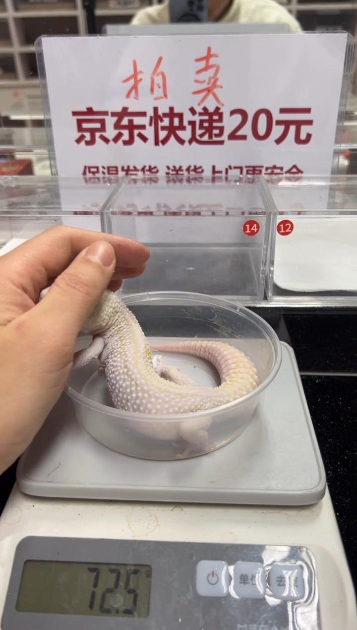 豹纹守宫000000000