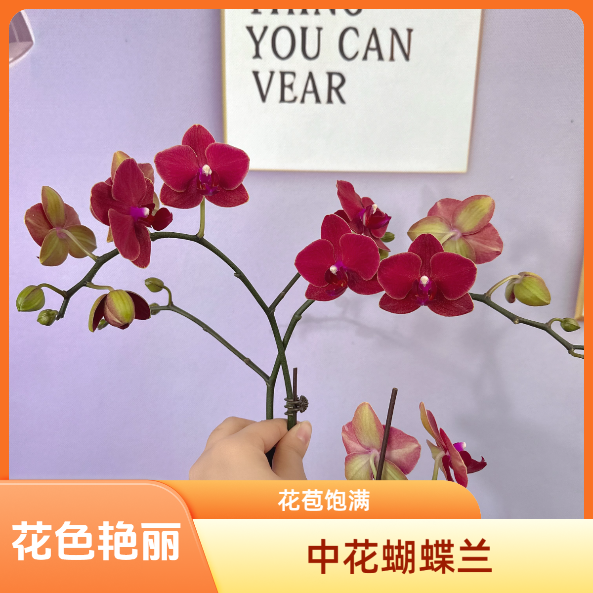 A3【红宝石】中花型带花苞送花盆花期长中秋送礼