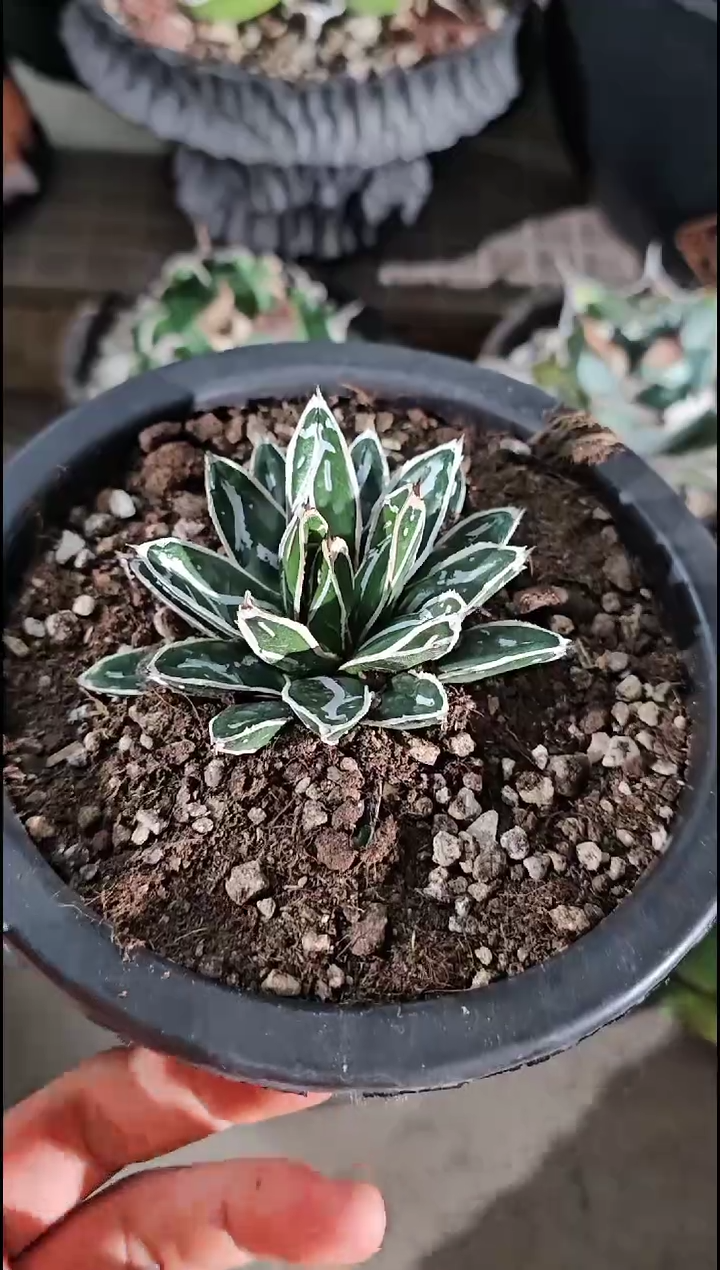 【双十二 85折后价】姬浓白头 有根苗 (一物一拍 基因保证 非组培)