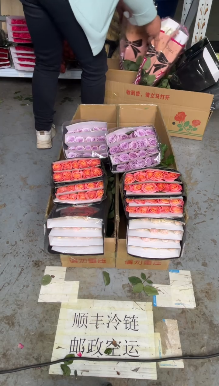 海洋之歌20枝+小白兔20枝+朱小姐20枝