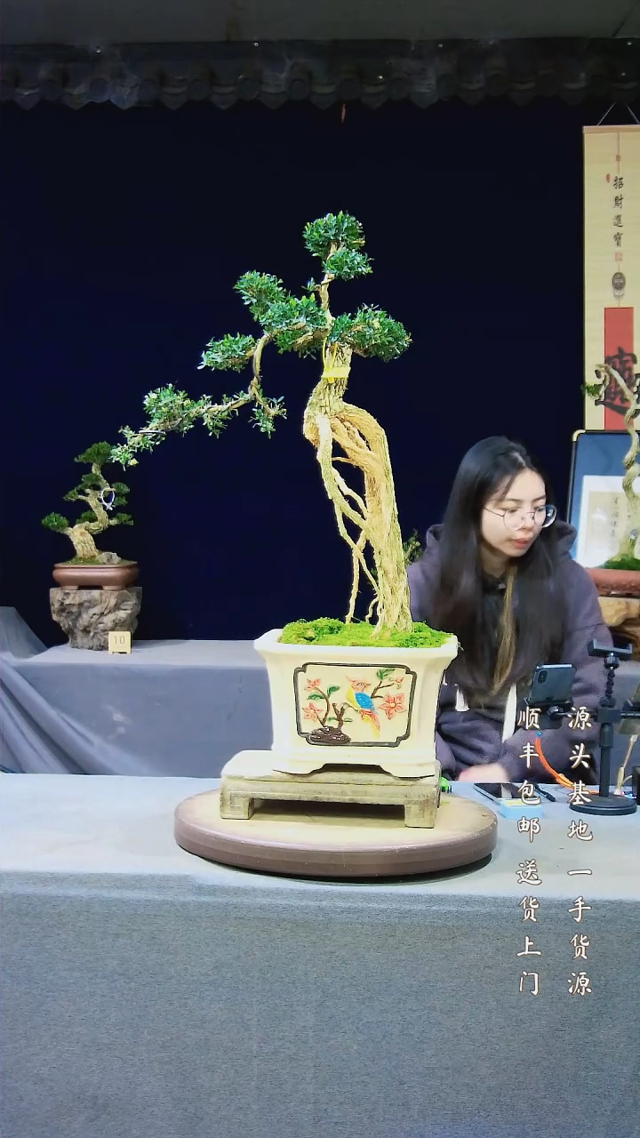 【闪购商品】雀舌黄杨盆景雀舌黄杨盆景