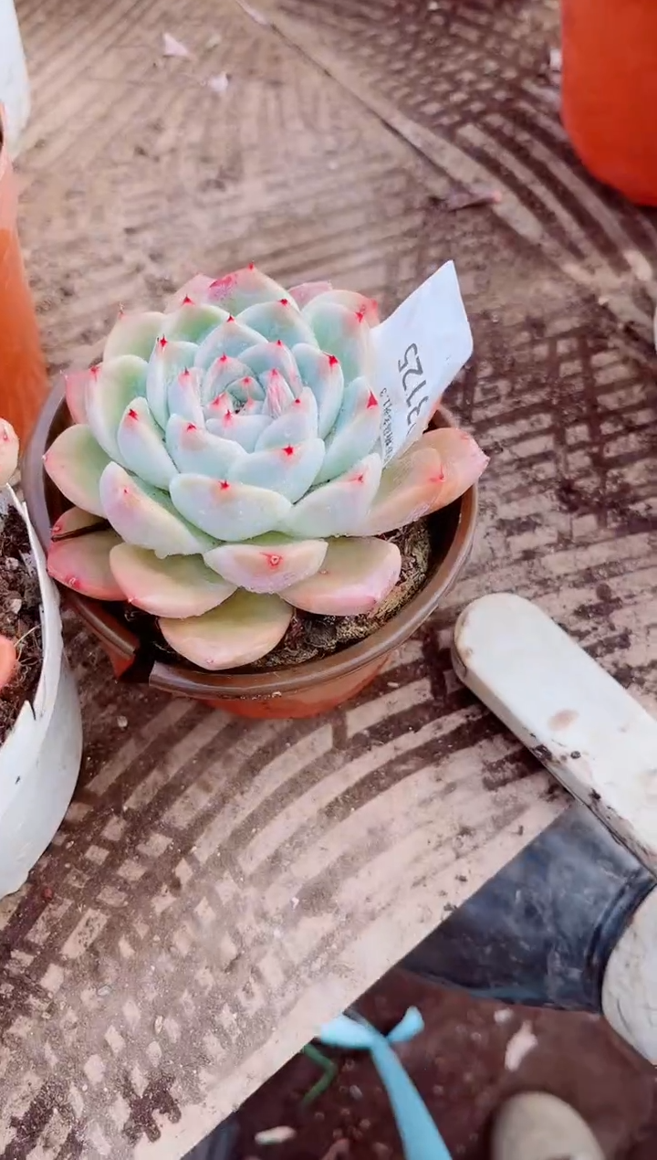 晚**鱼跃跃精品多肉03125