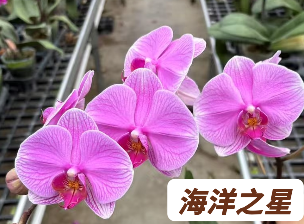 蝴蝶兰-【海洋之星】苗子3.5寸加高杯原杯发（无花无梗）