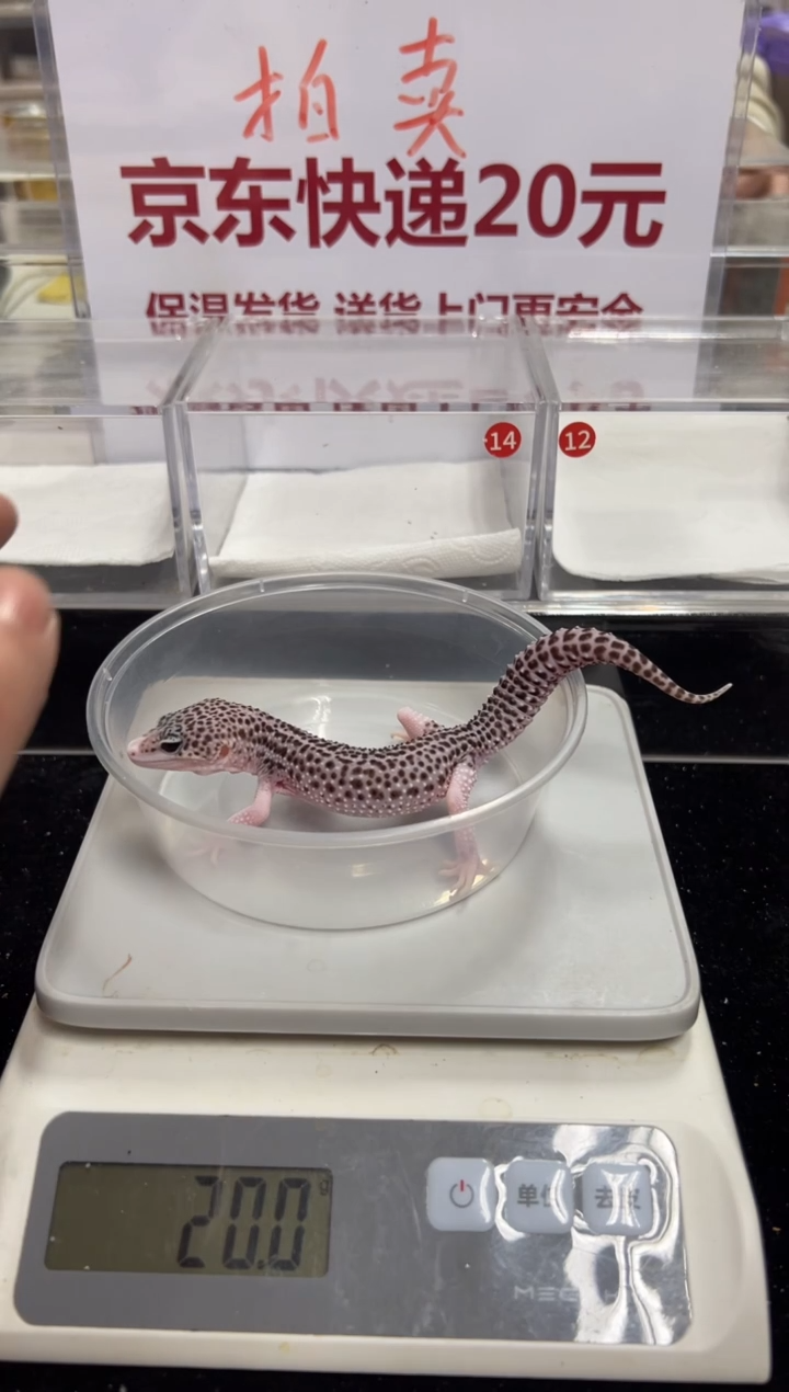 豹纹守宫000000000000