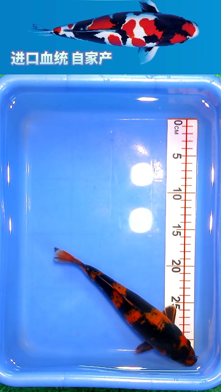 锦鲤福鲤源精选12/24--1