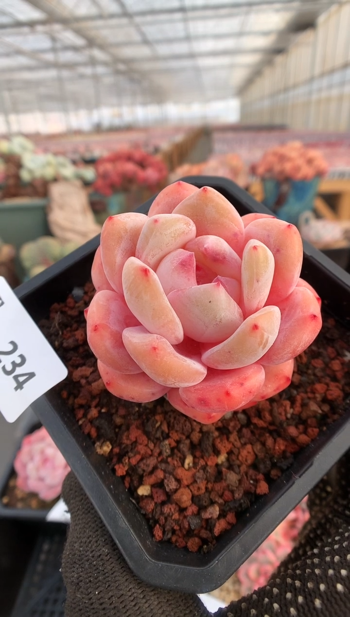 【闪购商品】234冰橙一物一拍