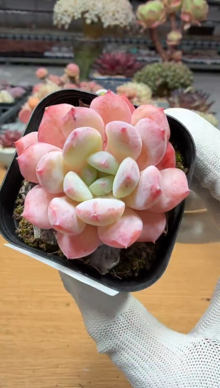 东云多肉园二店-265