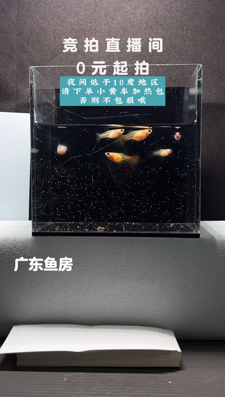 孔雀鱼玻璃猫串串6只编号60
