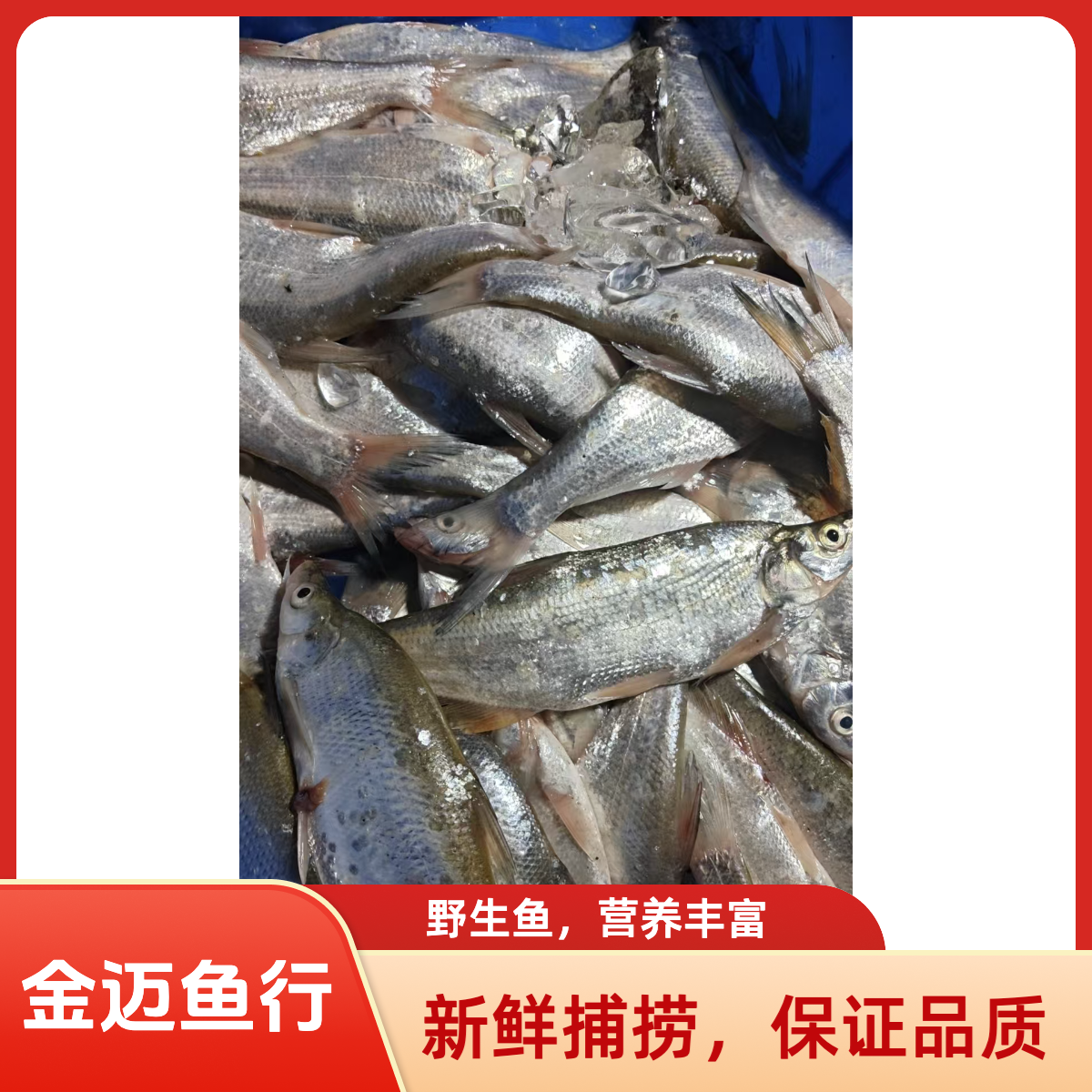 兴凯湖冷水中麻连