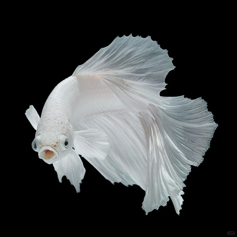 A13（289-312）泰国斗鱼精品观赏鱼（直播间选鱼）