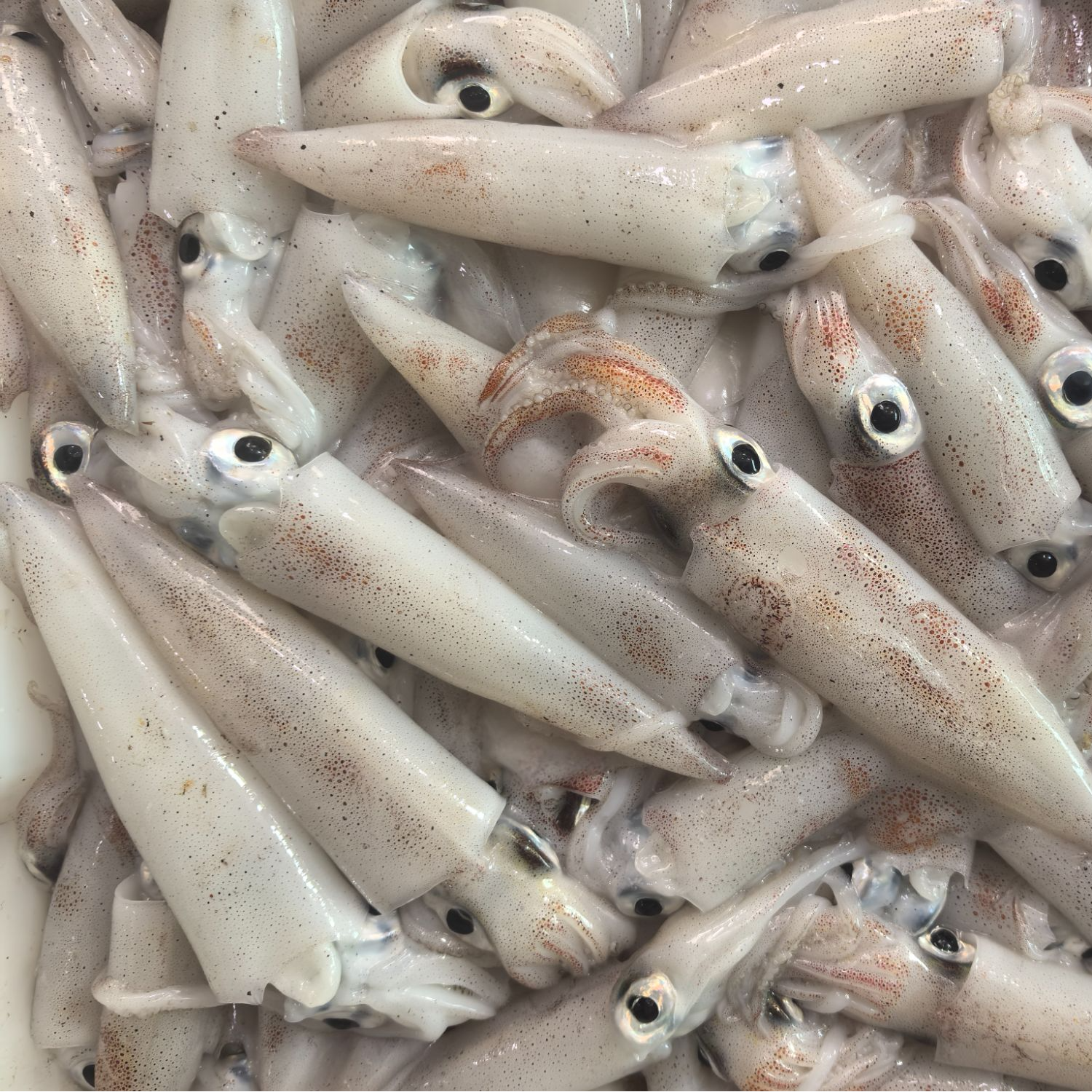 新鲜笔管/小管/鱿鱼 500g/盒 福建厦门 顺丰包邮精品