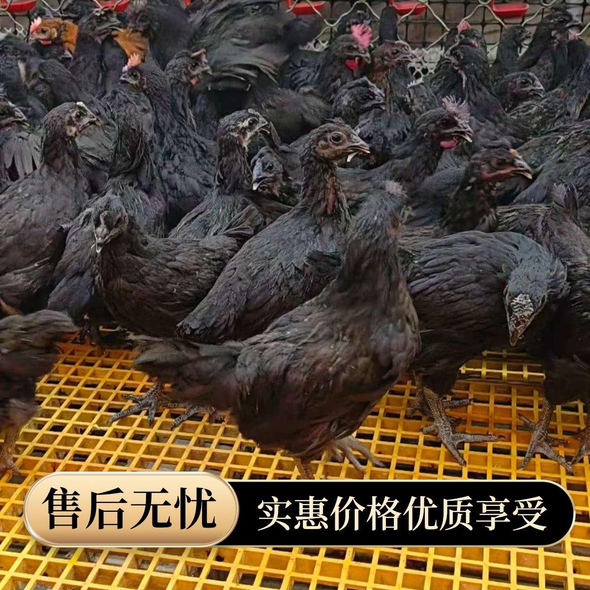 宠物五黑高产绿壳蛋鸡品(纯种绿壳）二斤以上发货
