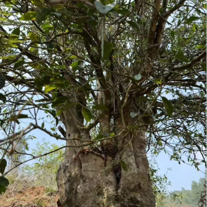 云南普洱生茶2025年困鹿山古树生茶散料500克