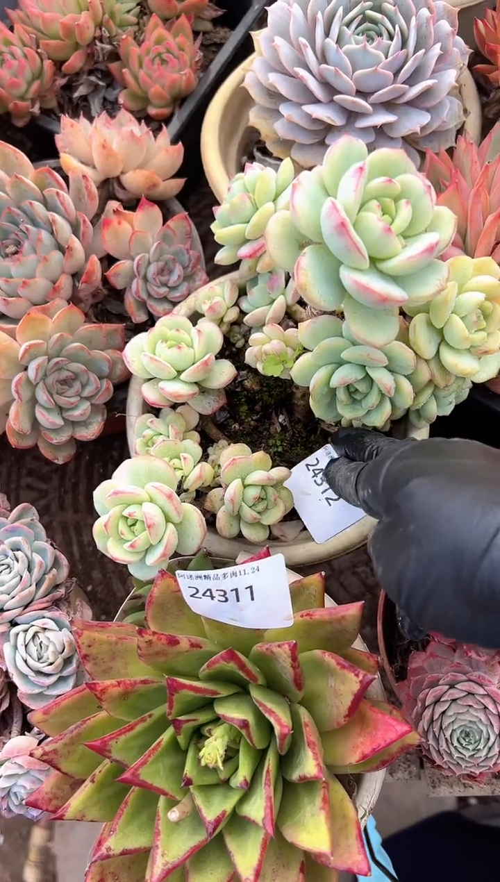 ?**?多肉植物一物一拍24312