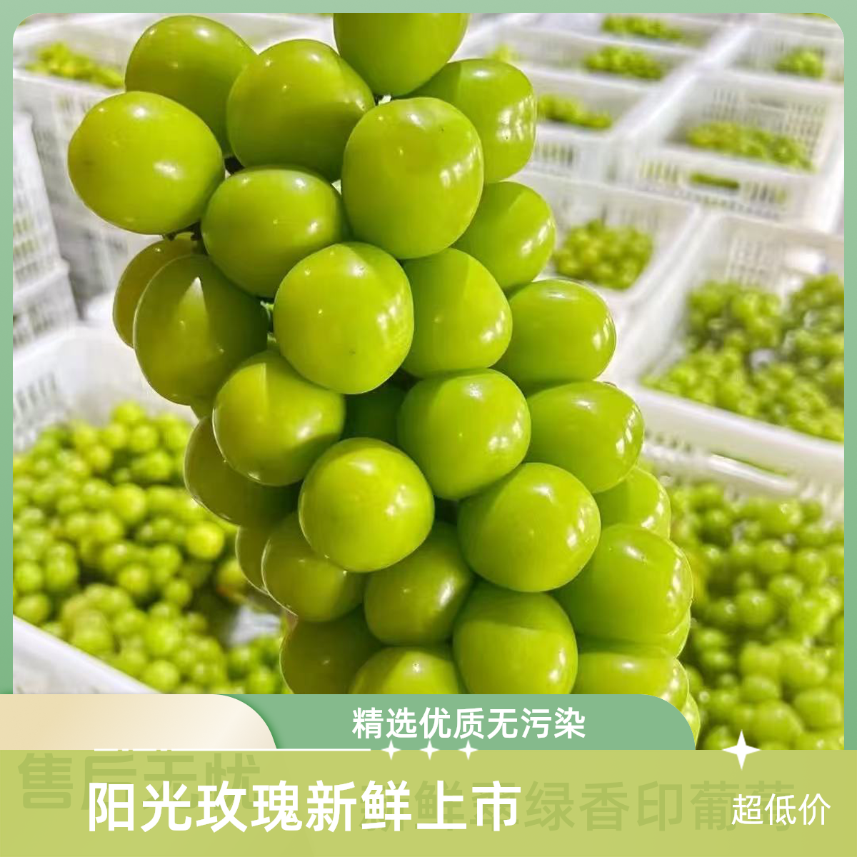 【顺丰次日达】阳光玫瑰新鲜葡萄晴王青提彩箱发当季水晶葡萄新鲜提子江苏省