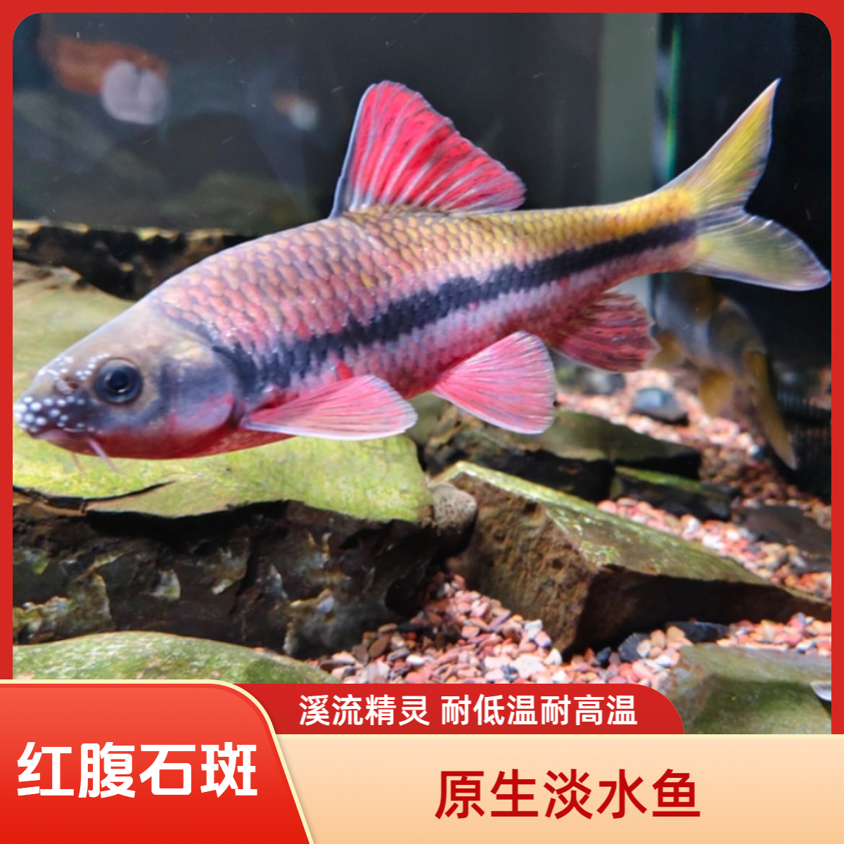 浙江红腹溪石斑原生态溪流冷水鱼观赏鱼光唇鱼群游好养适合新手