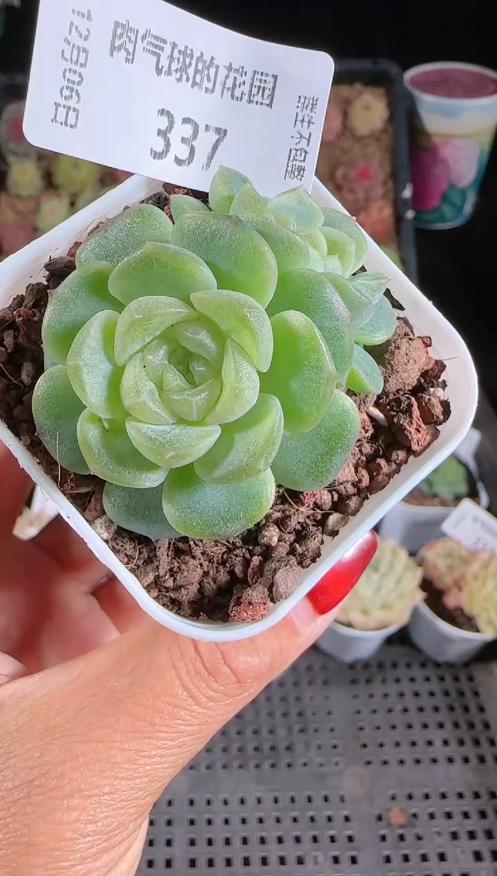 1206-337无尽灯多肉群生不包整