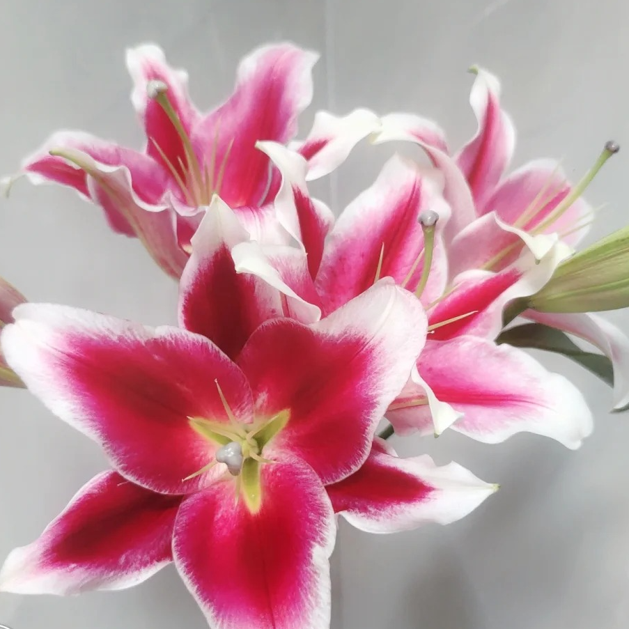 红福香水百合 任意2单顺丰/德邦 发货后不支持退款