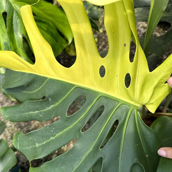 【国产短茎】热植专拍一物一拍