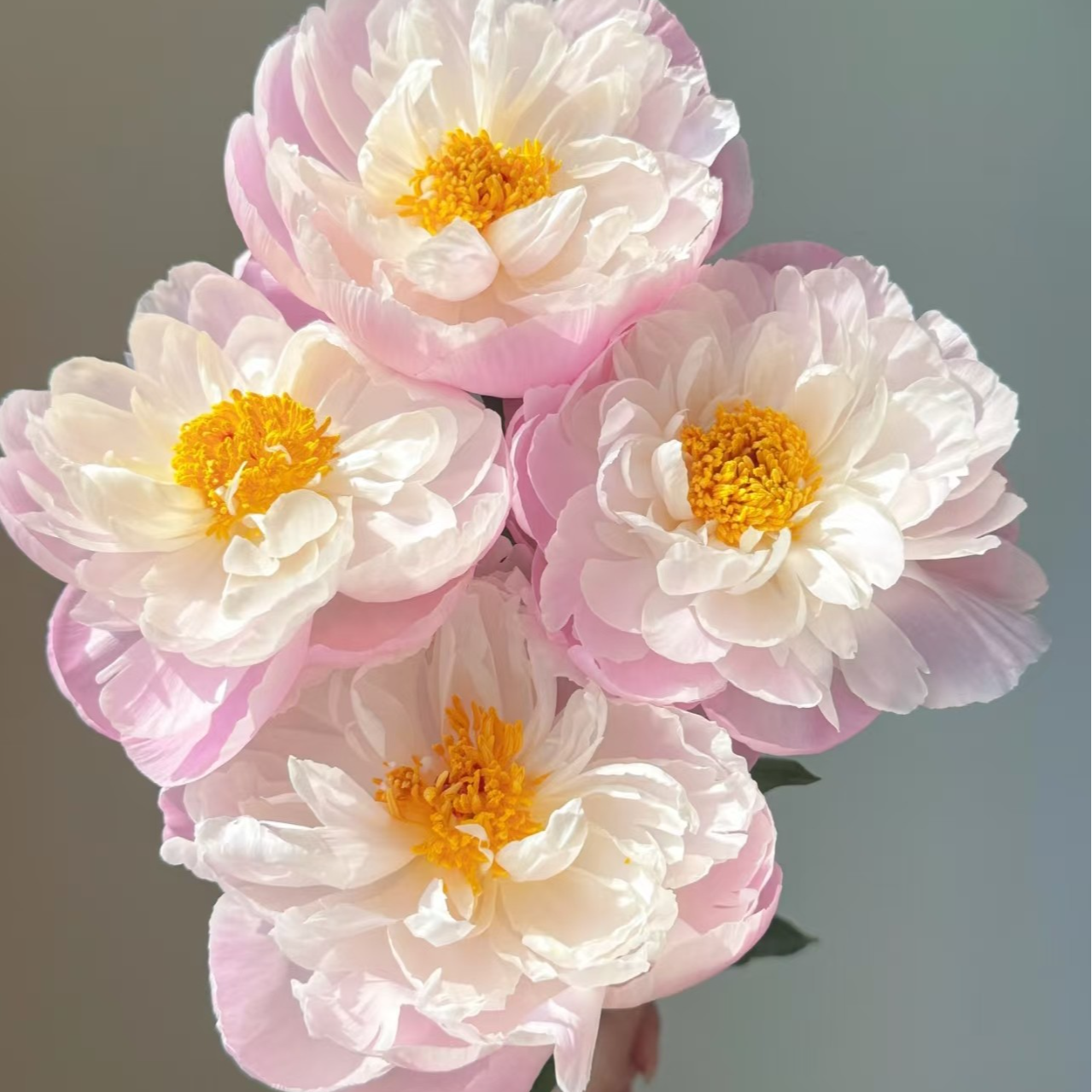 周年庆-花朵生酮精油100ml