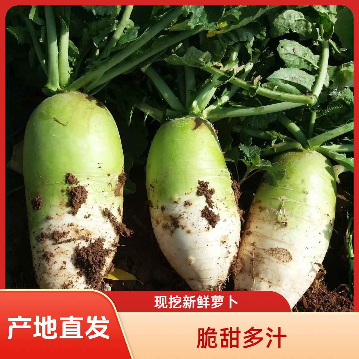 【现拔现发】湖北襄阳新鲜萝卜露头青生吃爽口微辣青萝卜水果萝卜