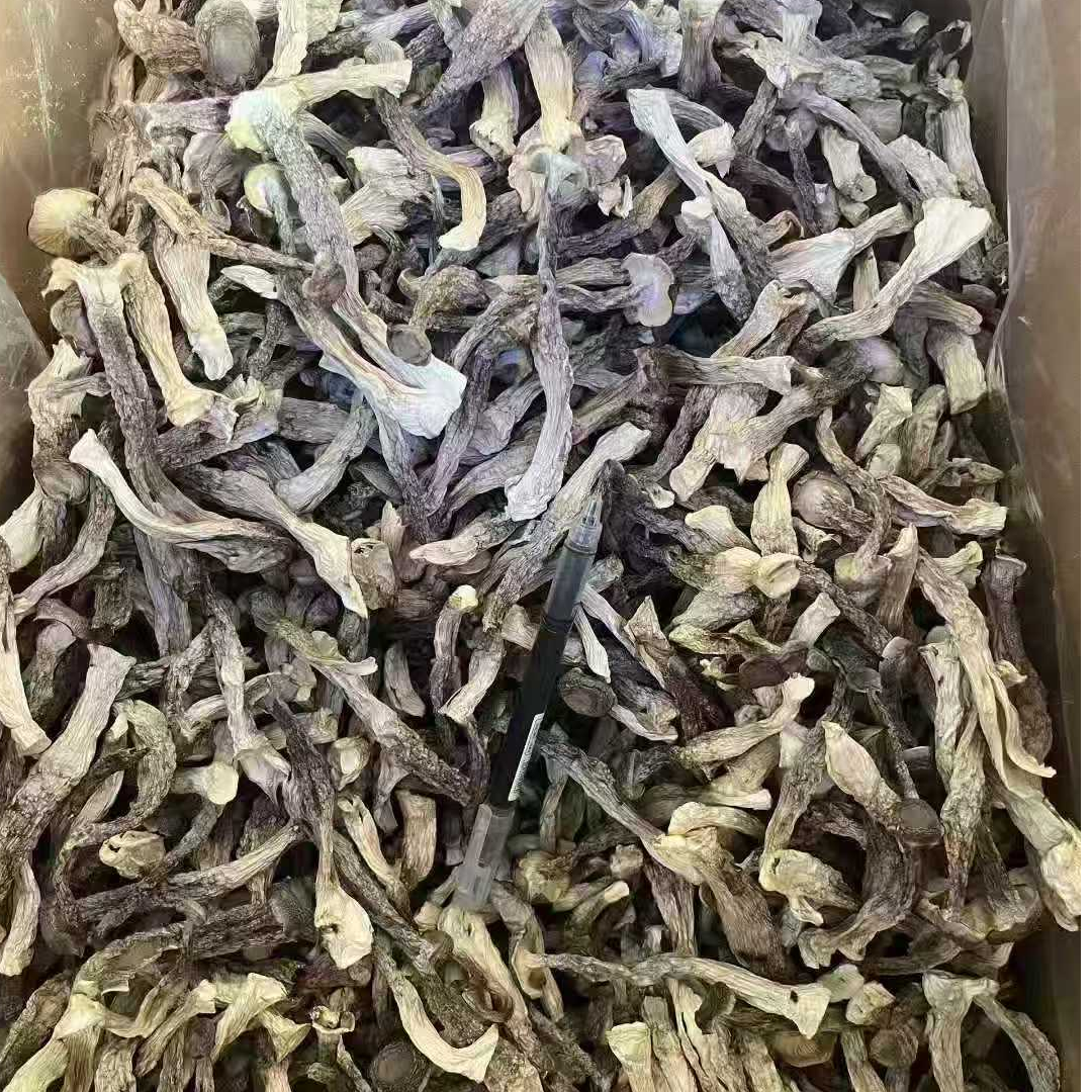 古田高山鹿茸菇干货无硫无熏口感脆香味浓煲汤炒菜食材