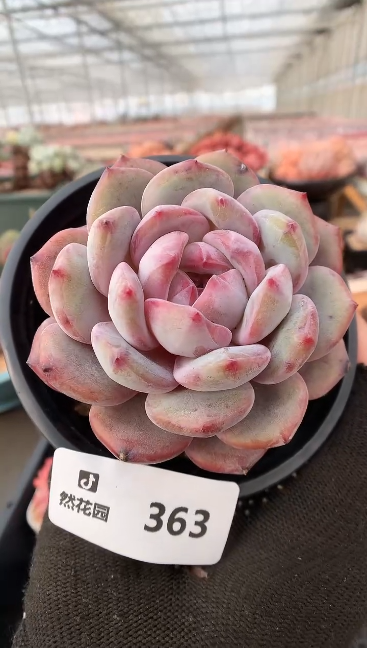 【闪购商品】363星影一物一拍