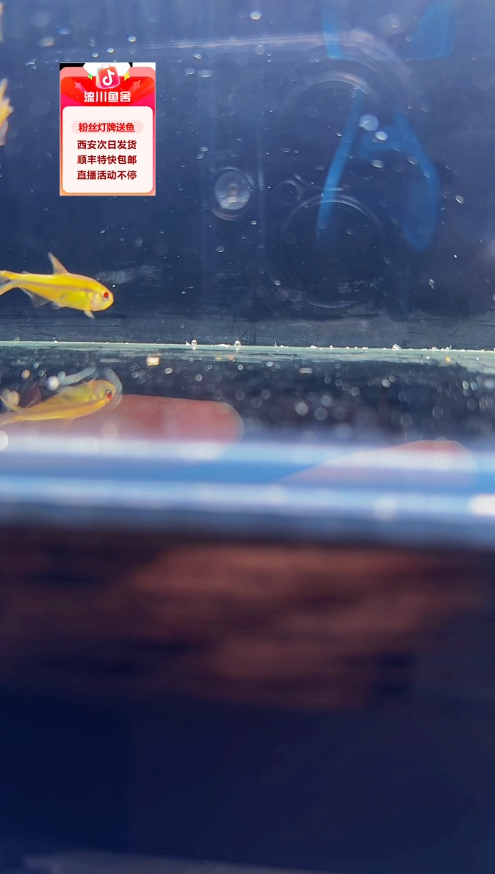 海水鱼麻*赤瞳柠檬魔鬼