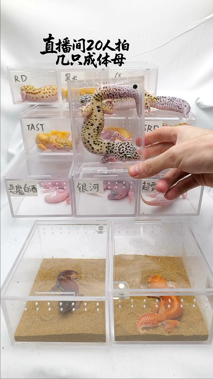 豹纹守宫豹纹守宫竞拍单只满60包邮 未满补10-20 可一起发