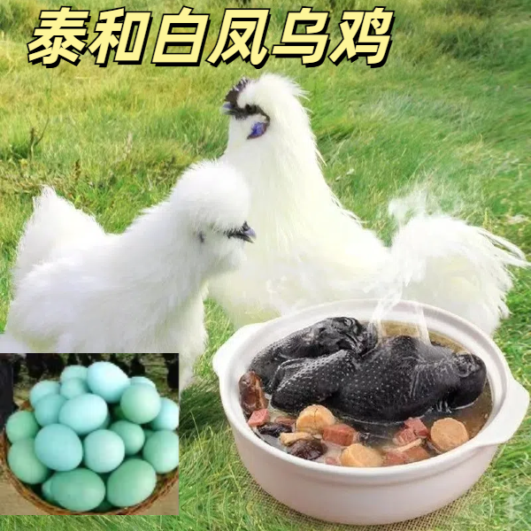 【10只装】泰和白凤乌鸡生鲜发货肉质鲜美
