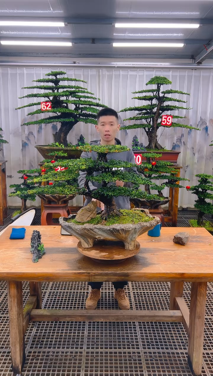 无花朵汪*水精品盆景直播间一物一拍