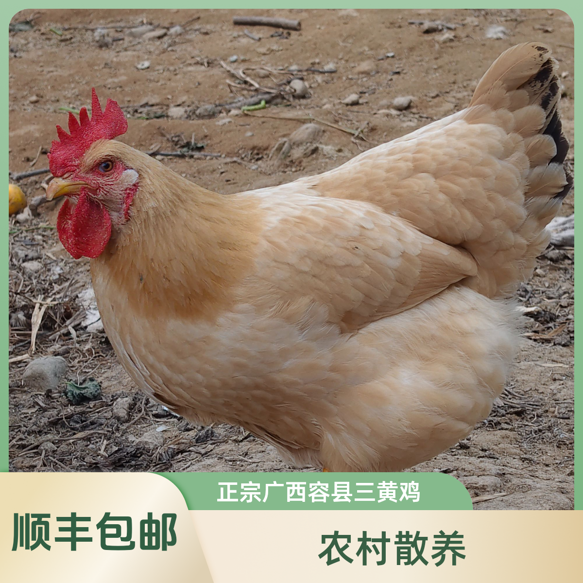 手工现宰杀 农家散养 正宗广西容县三黄母鸡 玉米五谷杂粮喂养