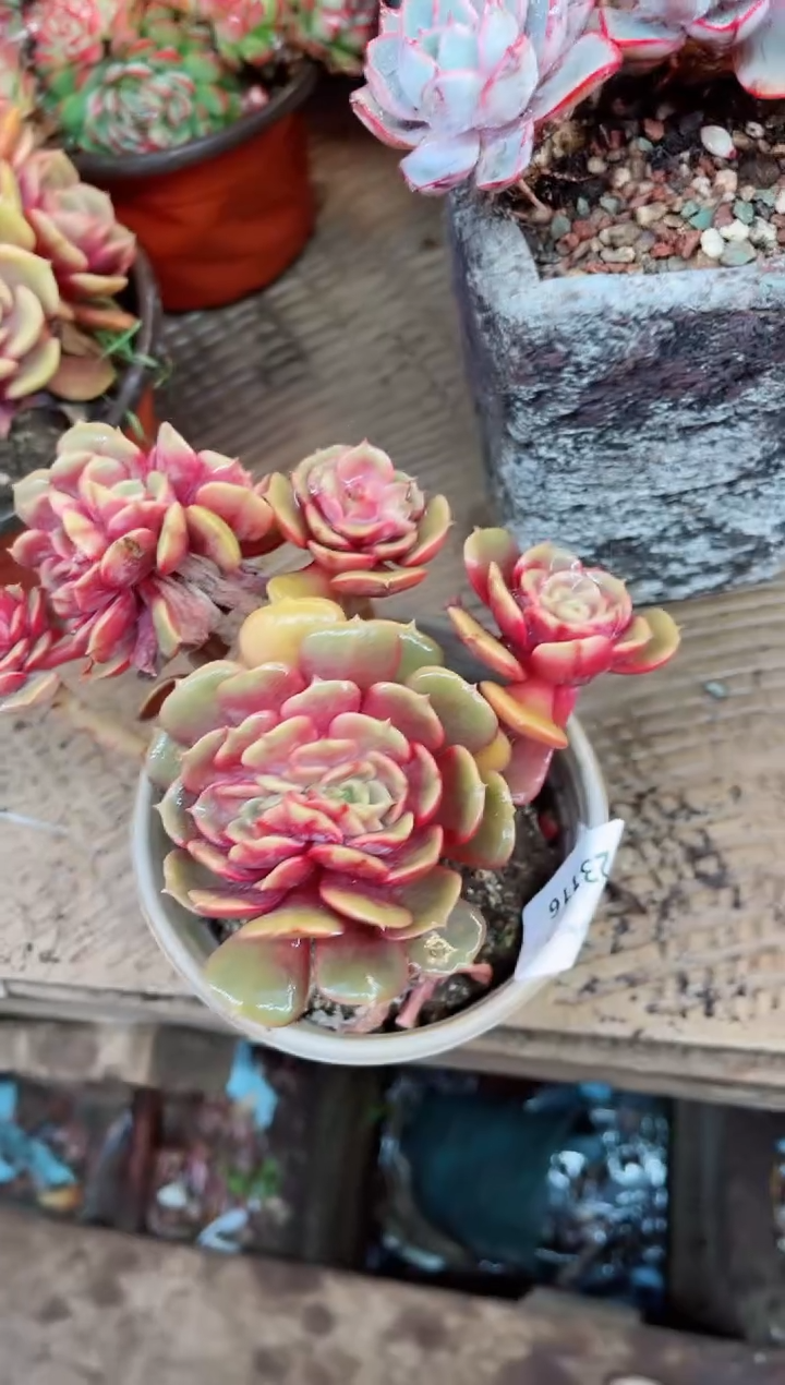 【闪购商品】23116